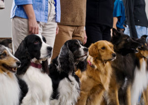 Dog Training Wesley Chapel Florida